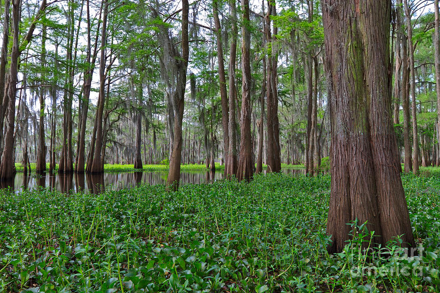 Atchafalaya Swamp Photograph by Louise Heusinkveld