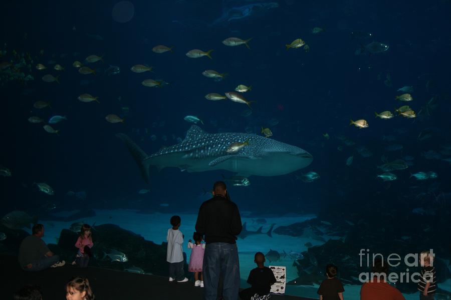 Atlanta aquarium - 02 Photograph by Sherrie Winstead