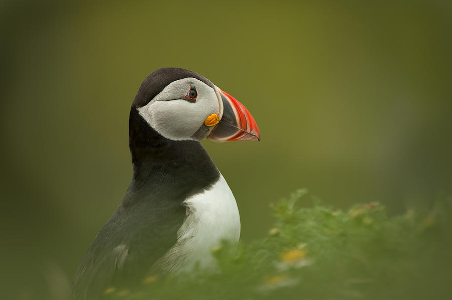 Atlantic Puffin Photograph by Andy Astbury