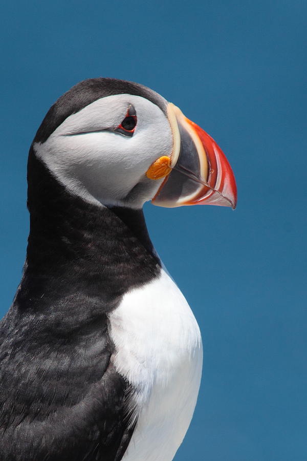 Puffin Photograph - Atlantic Puffin by Bruce J Robinson