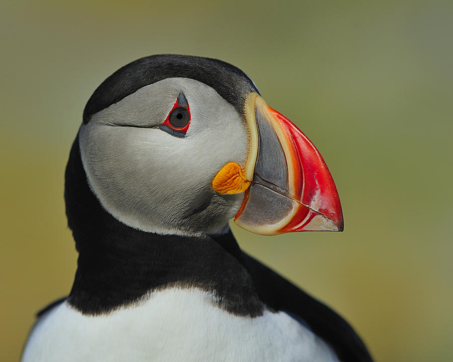 Atlantic Puffin Portrait Photograph by Tony Beck