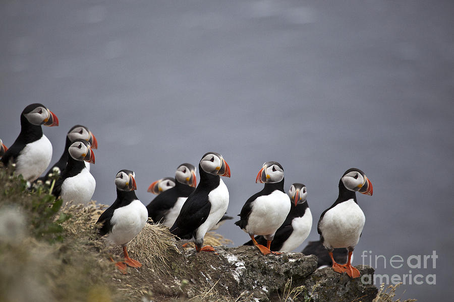 Atlantic Puffins On Cliff Edge Photograph by Greg Dimijian