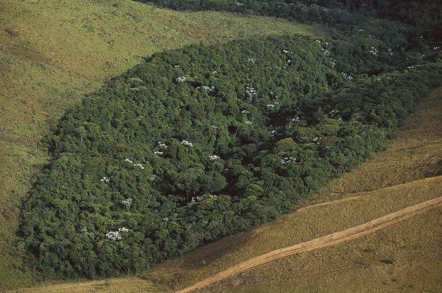 Landscape Photograph - Atlantic Rainforest Remnant Brazil by Mark Moffett