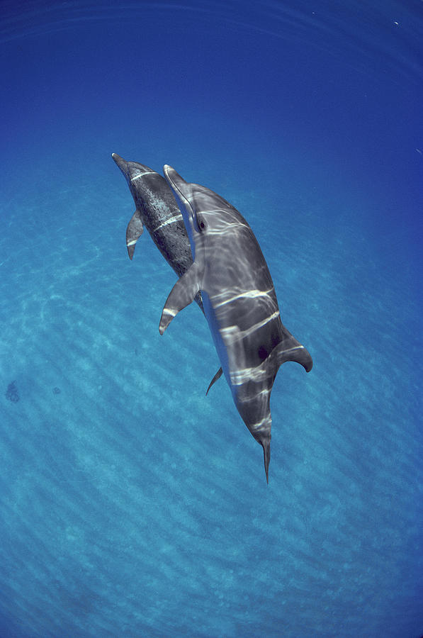 Atlantic Spotted Dolphin Pair Bahamas Photograph by Flip Nicklin