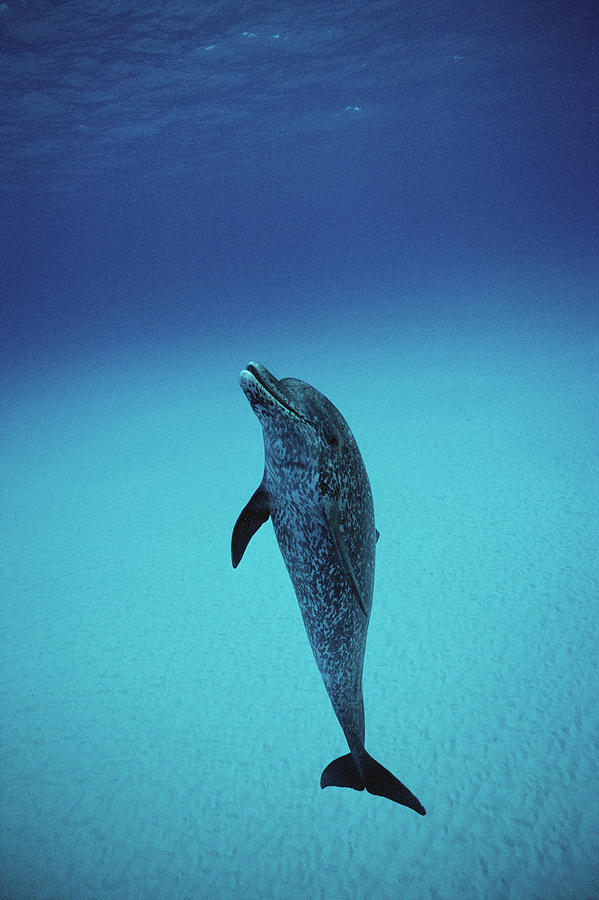 Atlantic Spotted Dolphin Portrait Photograph by Flip Nicklin