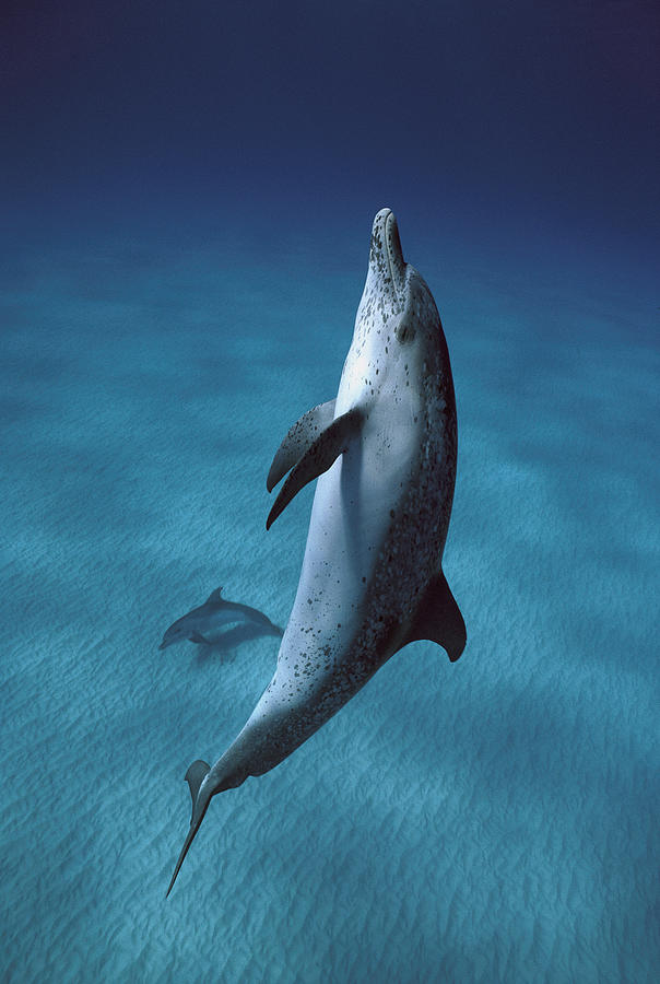 Atlantic Spotted Dolphins  Photograph by Hiroya Minakuchi