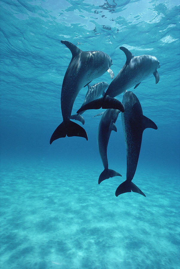 Atlantic Spotted Dolphins Bahamas Photograph by Flip Nicklin Atlantic Spotted Dolphins Bahamas Photograph by Flip Nicklin