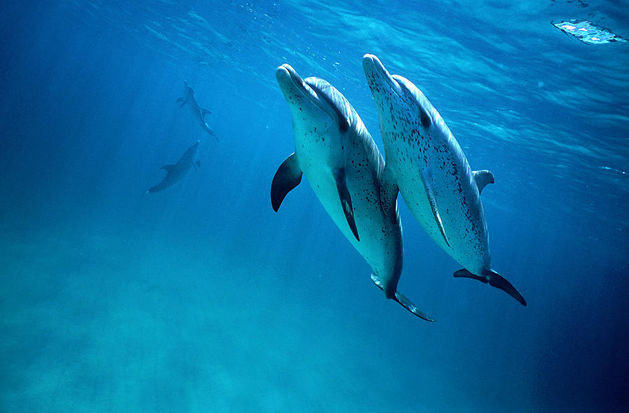 Atlantic Spotted Dolphins, Stenella Frontalis, Bimini, Bahamas ...