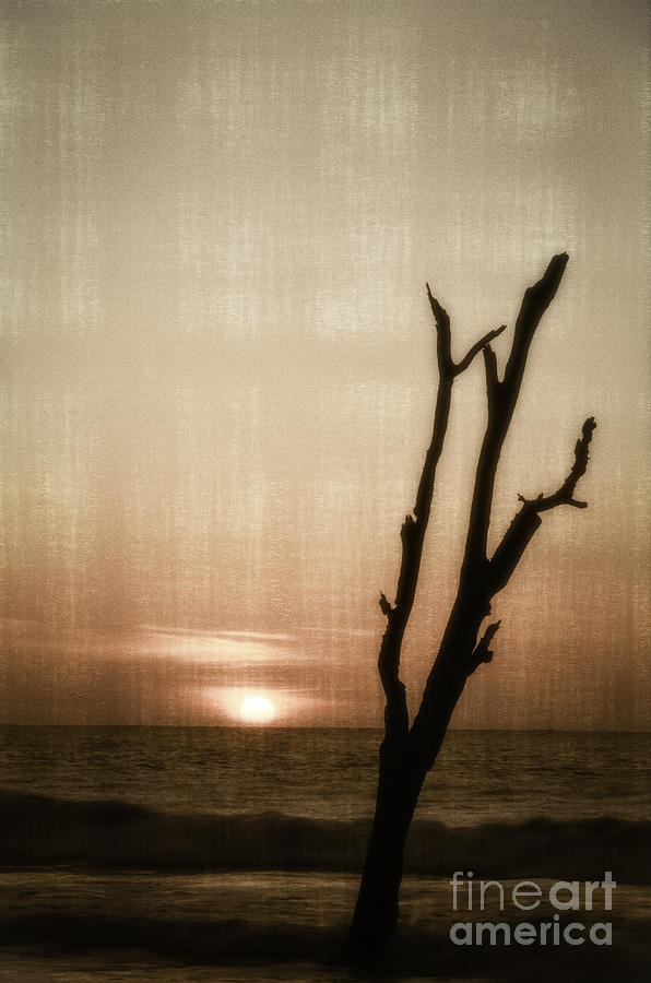 Atlantic Sunrise Photograph by David Waldrop