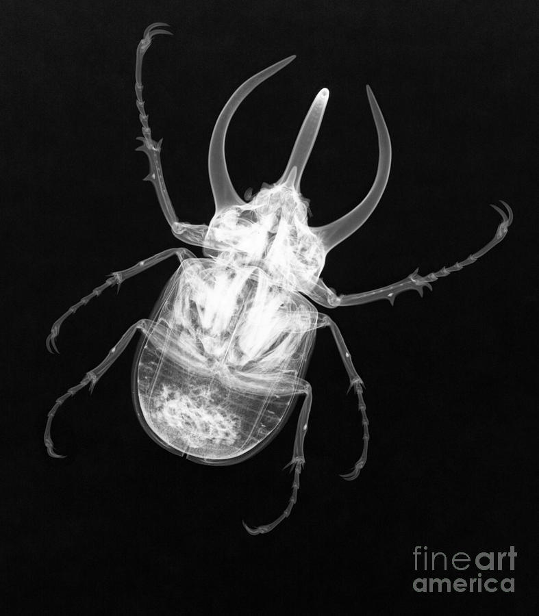 Atlas Beetle X-ray Photograph by Ted Kinsman
