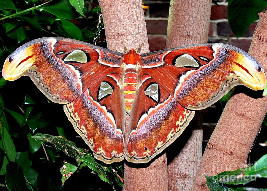 Atlas Moth Photograph by Kevin Fortier