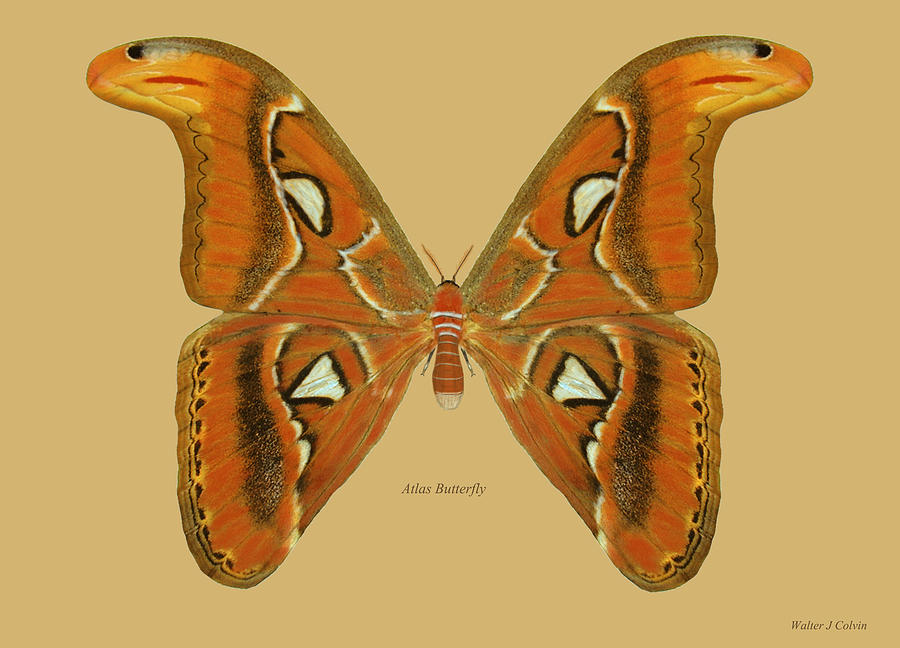 Atlas Moth Digital Art by Walter Colvin