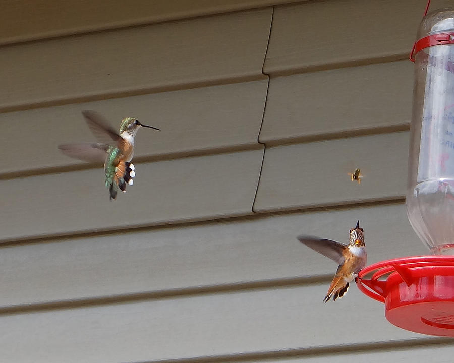 Hummingbird Photograph - Attack of the Wasp by Margaret  Slaugh