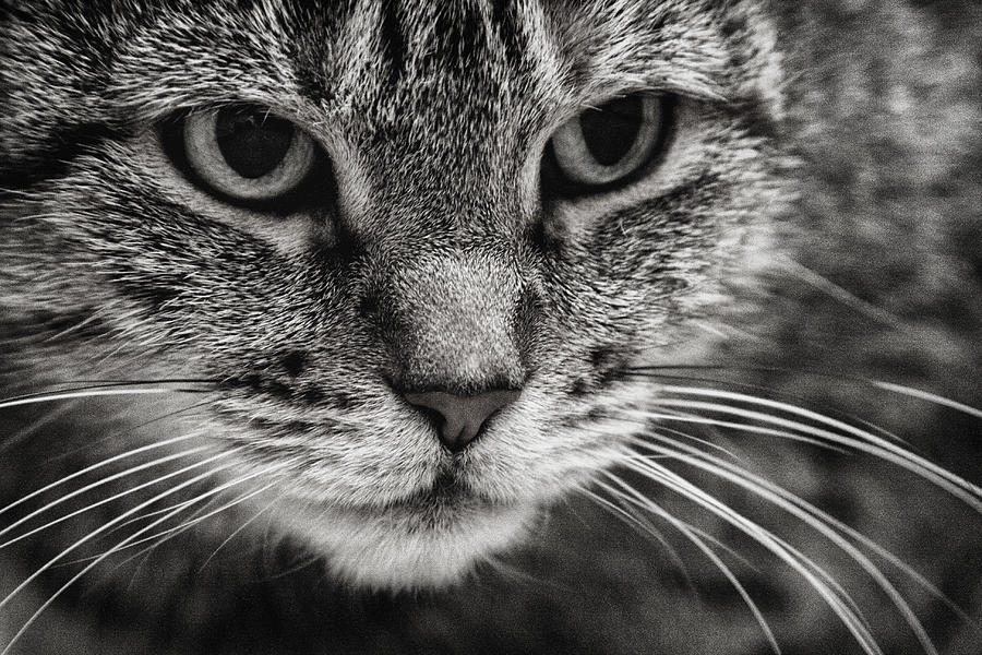skære ned Fødested Krigsfanger Attentive Cat in Black-and-White Photograph by Alex AG - Pixels