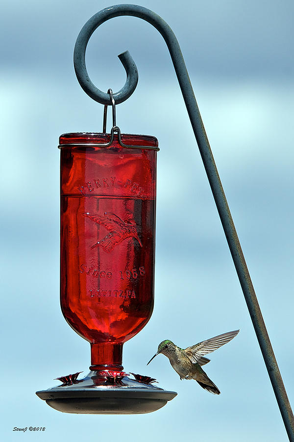 Attracting Hummingbirds Photograph by Stephen Johnson