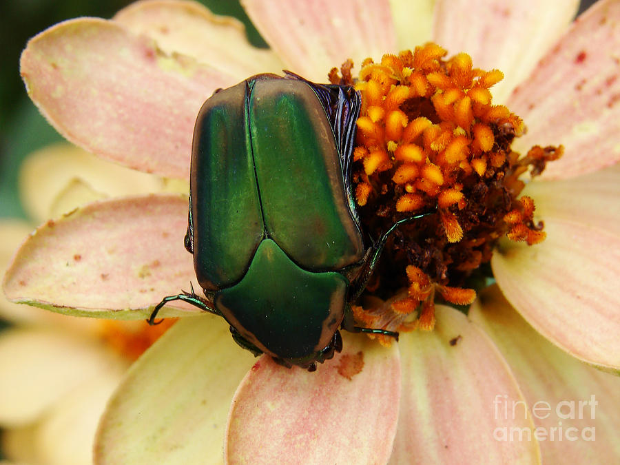 August June Bug Photograph by Mark Holbrook
