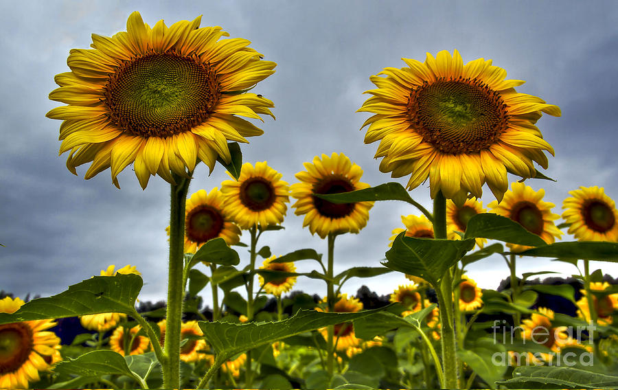 Sunflowers Photograph - Auntie Em by Brenda Giasson