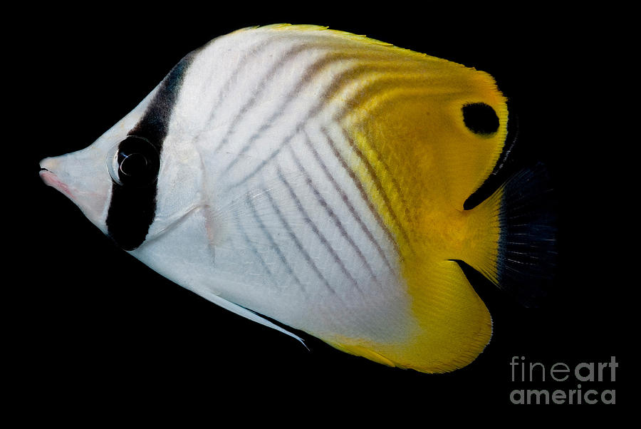 Fish Photograph - Auriga Butterfly Fish by Dant Fenolio