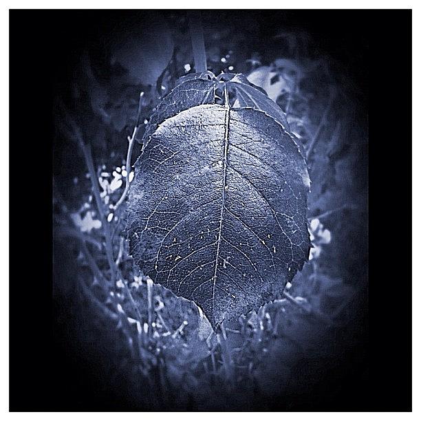 Aurora Leaf Photograph by Mike Maginot