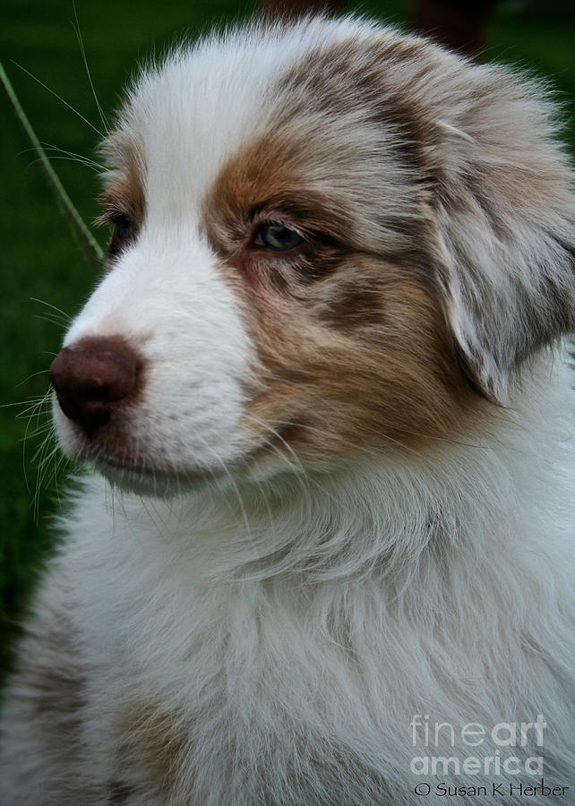 Aussie Pup Photograph by Susan Herber