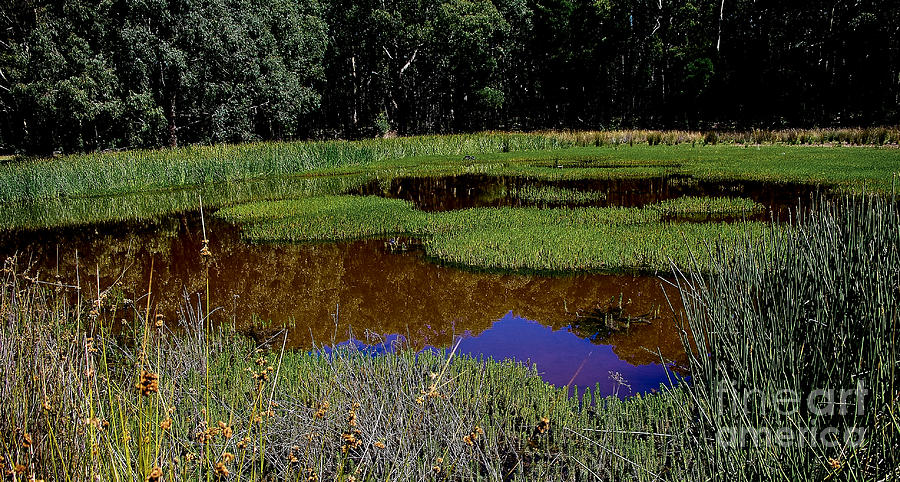 Aussie Wetlands Photograph by Blair Stuart