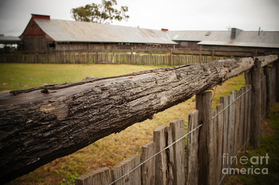Aussie Woolshed Photograph by Therese Alcorn