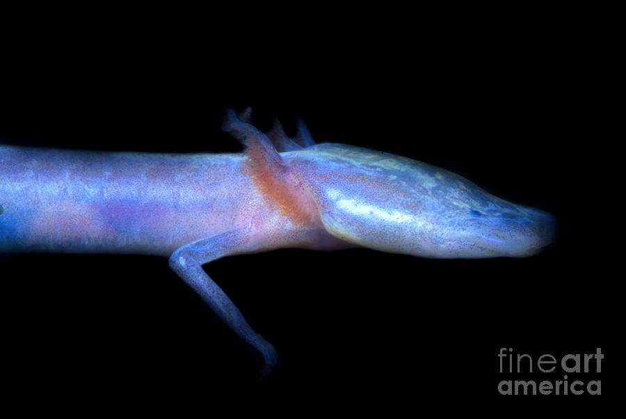 Austin Blind Salamander Photograph by Dante Fenolio