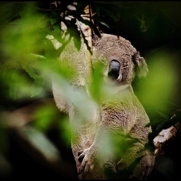Koala Photograph - #australia #koala by Francesco Cattuto