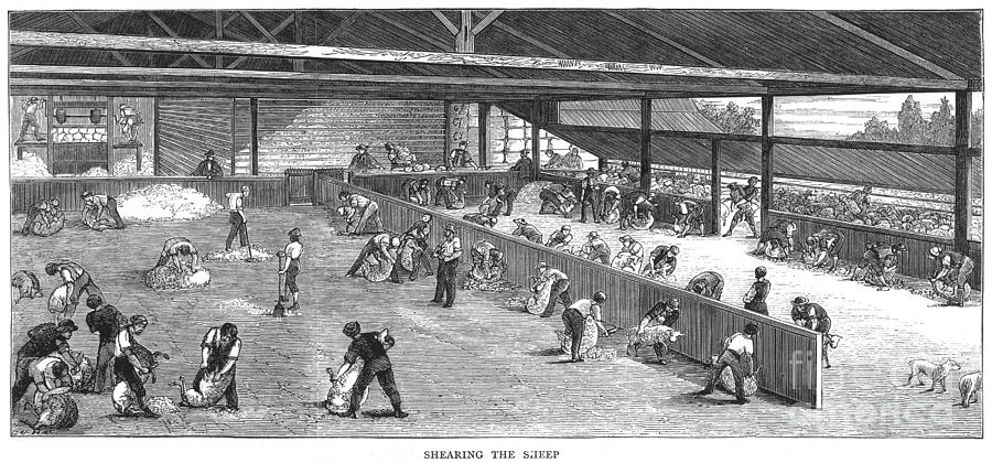 Australia: Sheep Shearing Photograph by Granger Australia: Sheep Shearing Photograph by Granger