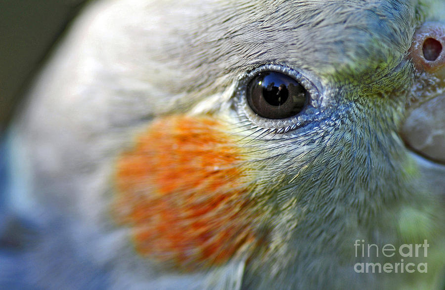 Australian Birds - Eye of the Cockateil Photograph by Kaye Menner