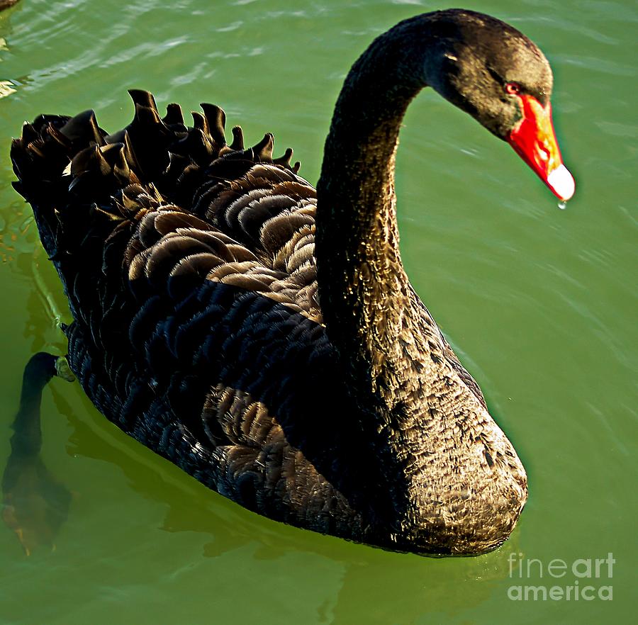 Australian Black Swan Photograph by Blair Stuart