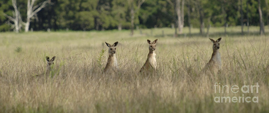 Australian Kangaroos  Photograph by Bob Christopher