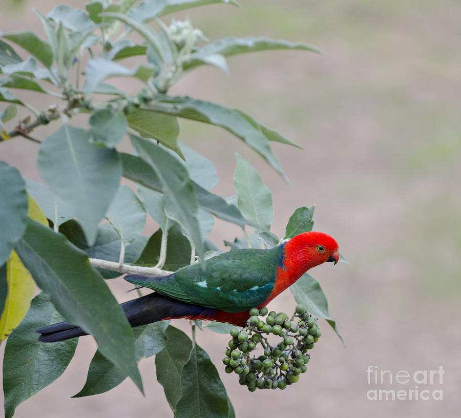 Australian King Parrot Photograph by Melody Watson