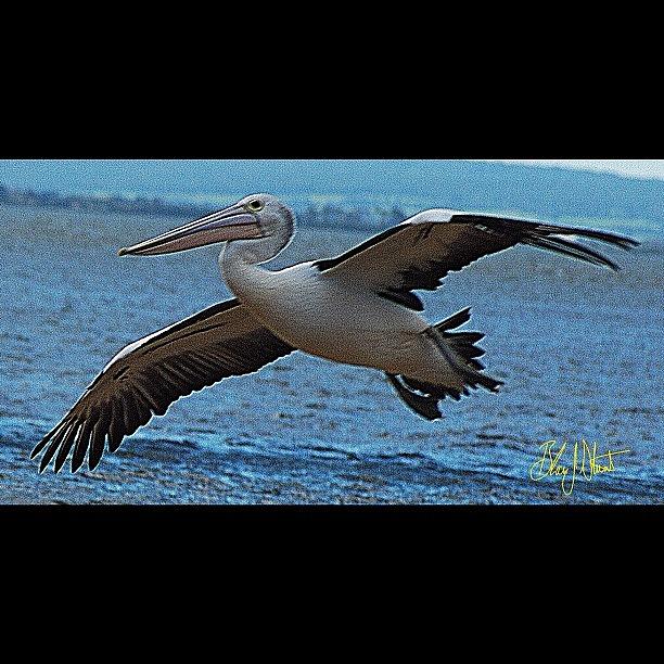 Australian Pelican Photograph by Blair Stuart