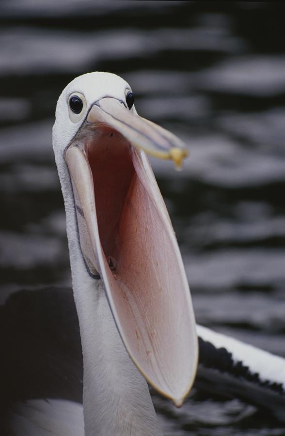 Australian Pelican With Gaping Bill Photograph by Jason Edwards