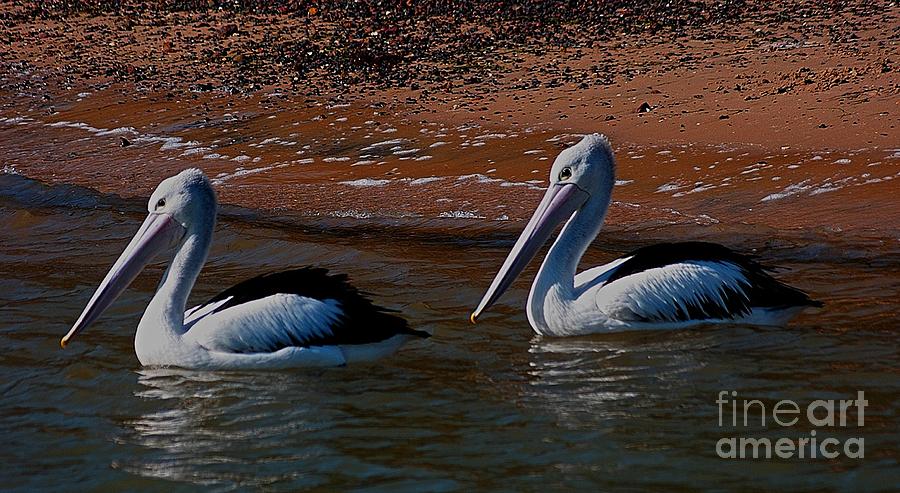 Australian Pelicans Photograph by Blair Stuart