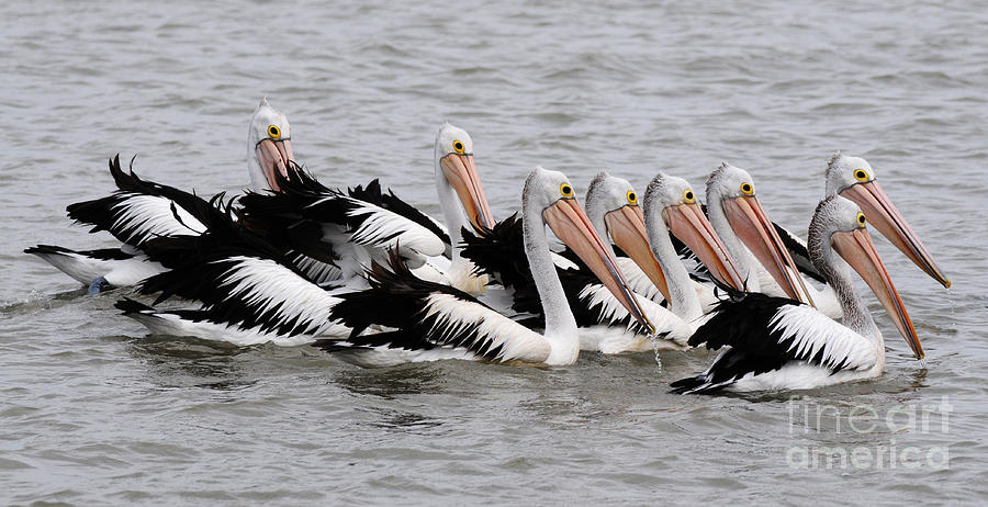 Australian Pelicans Photograph by Vivian Christopher