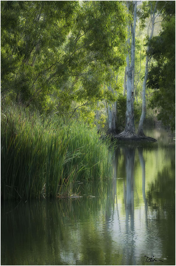 Australian Pond Photograph by Peggy Dietz