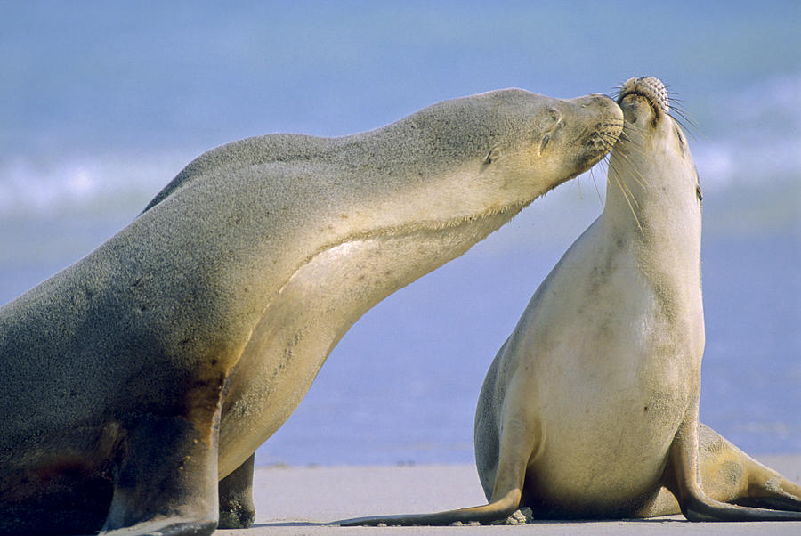 Australian Sea Lions Kissing Photograph By Hal Brindley Pixels