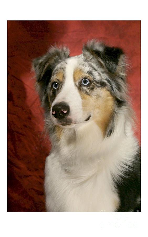 Australian Shepherd 578 Digital Art by Larry Matthews - Fine Art America