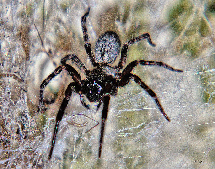 Australian Spider Badumna Longinqua Photograph by Chriss Pagani