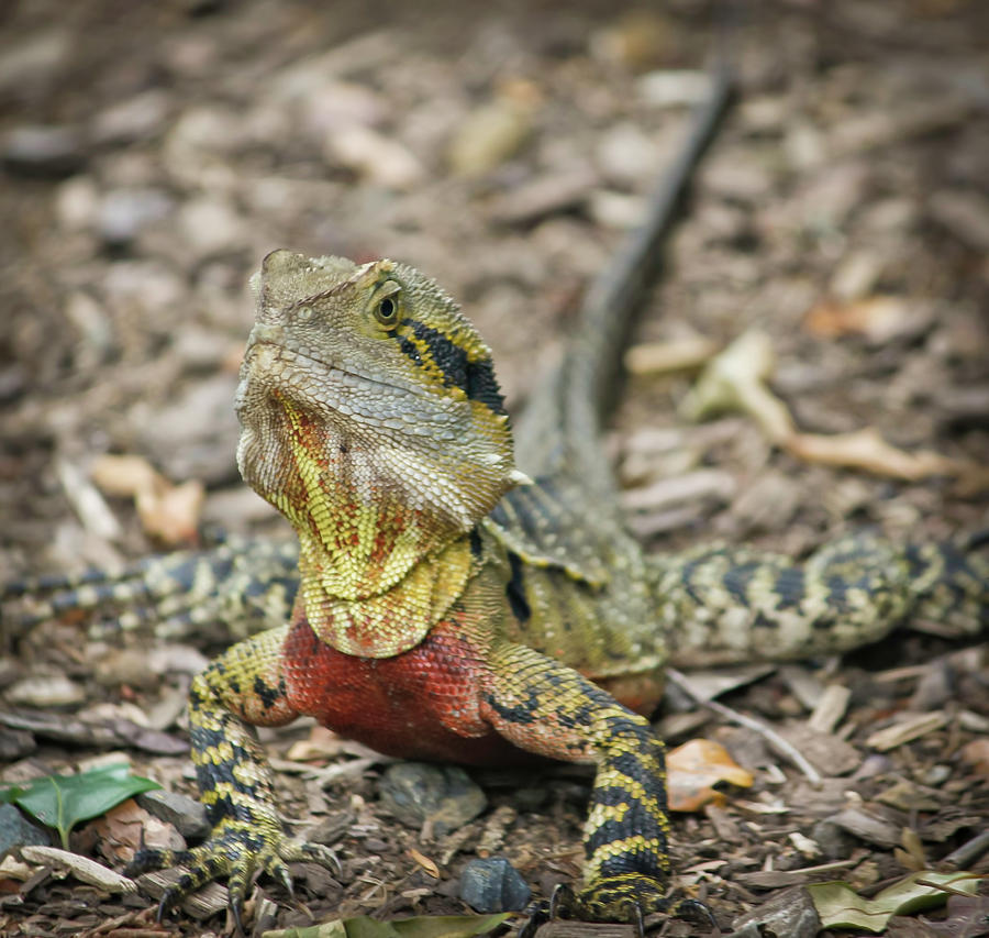 Australian Water Dragon Photograph