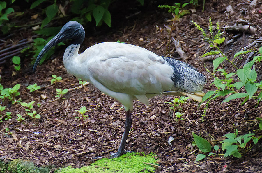 Australian White Ibis Photograph by Harry Strharsky