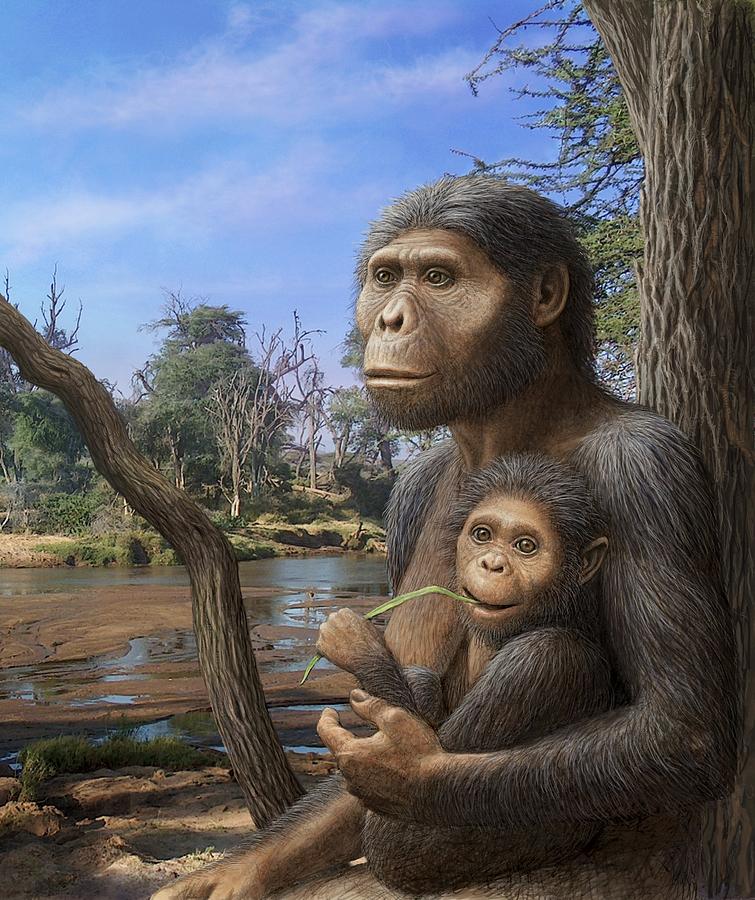 australopithecus-afarensis-artwork-photograph-by-mauricio-anton