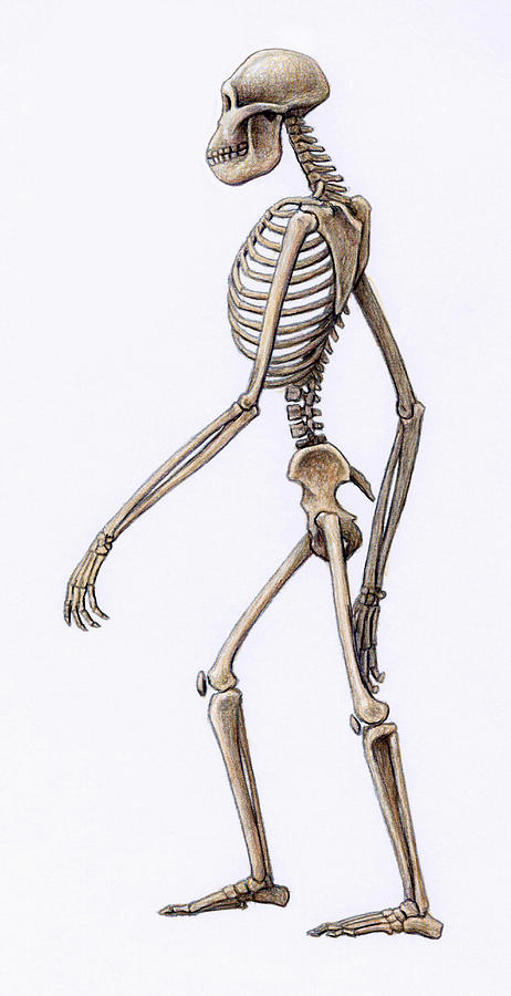 Australopithecus Skeleton