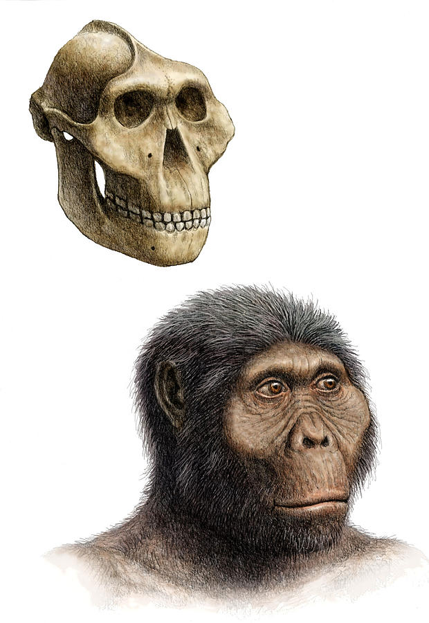 Australopithecus platypus skull - benchTros