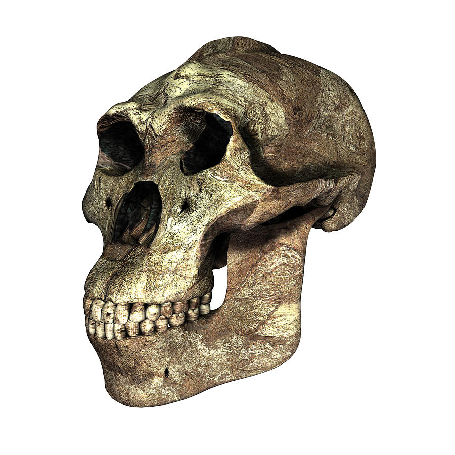 Australopithecus Boisei Skull Photograph by Friedrich Saurer