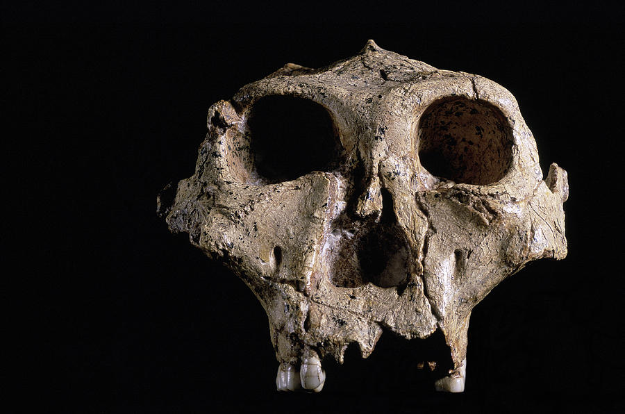 Australopithecus Robustus Skull Photograph by Javier Truebamsf