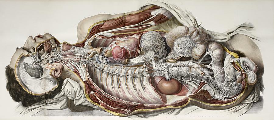 Human Photograph - Autonomic Nerves, 1844 Artwork by 