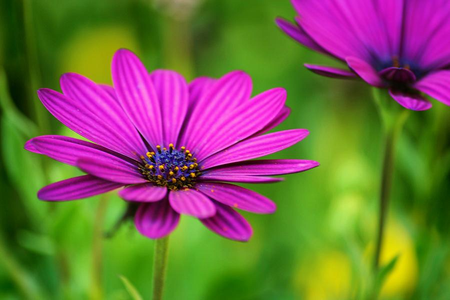 Autum Beauty Photograph by Jim Darnall - Fine Art America